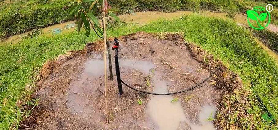 béc tưới tưới ẩm cây sầu riêng
